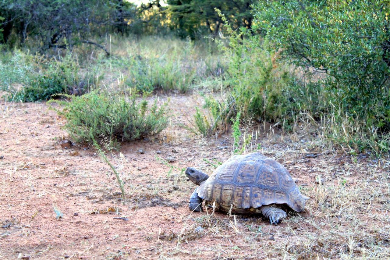 Ndlovu Log Home Dinokeng Klipdrift Exteriér fotografie