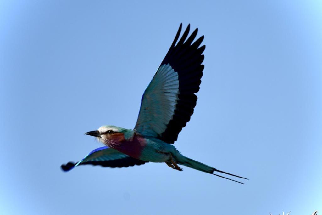 Ndlovu Log Home Dinokeng Klipdrift Exteriér fotografie