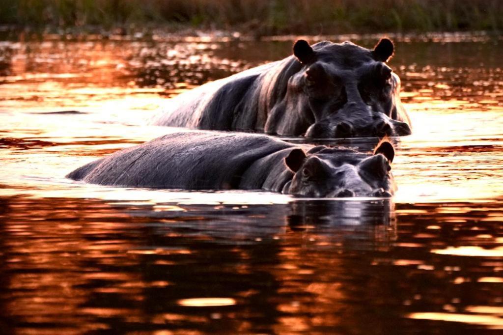 Ndlovu Log Home Dinokeng Klipdrift Exteriér fotografie