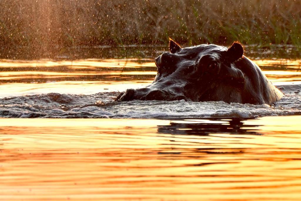 Ndlovu Log Home Dinokeng Klipdrift Exteriér fotografie