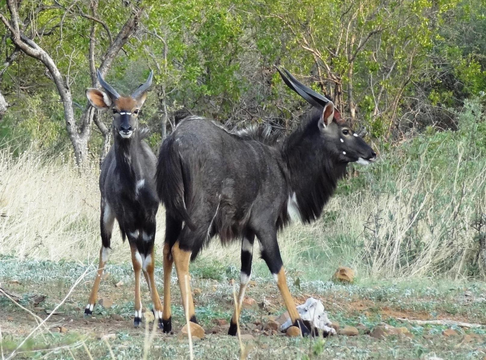 Ndlovu Log Home Dinokeng Klipdrift Exteriér fotografie